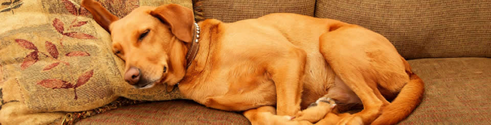 Summit Cleaning Services is a full-service upholstery cleaning company serving the North Lake Tahoe and the Carson City area.