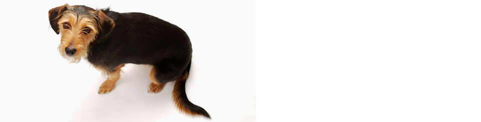 Summit Cleaning Services is a full-service urine damage treatment and odor control company serving the North Lake Tahoe and the Carson City area.