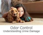 Carson City Odor Control - Summit Cleaning Services of Carson City - North Lake Tahoe Odor Control, Reno Odor Control, Minden Odor Control, Gardnerville Odor Control